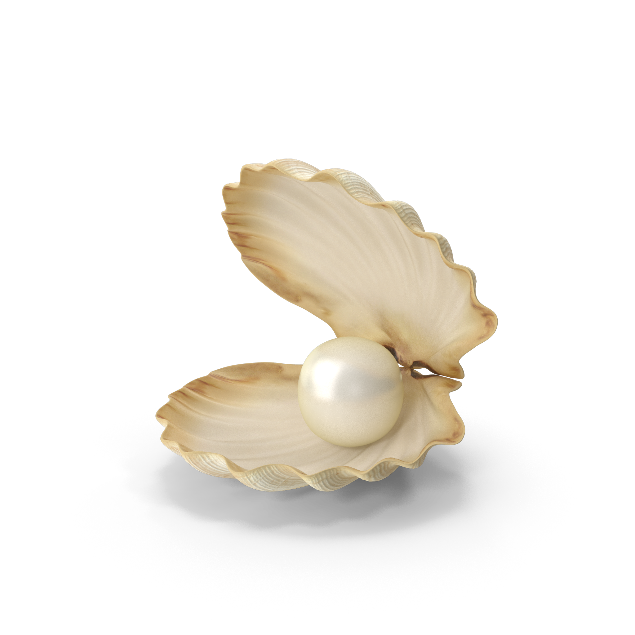 Sea Shell With Pearl.H03.2k